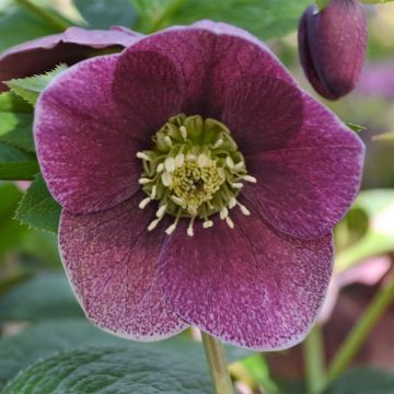 Hellébore ViV® Patrizia - Helleborus orientalis