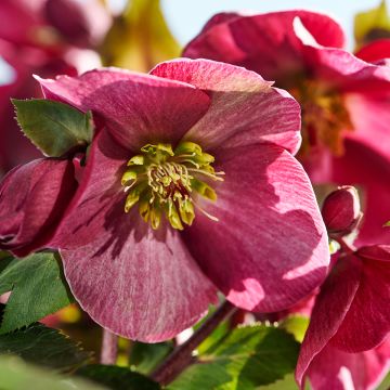 Hellébore ViV Suzanna - Helleborus orientalis