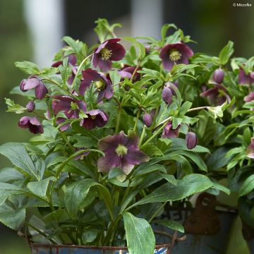 Hellébore Viv Victoria - Helleborus orientalis