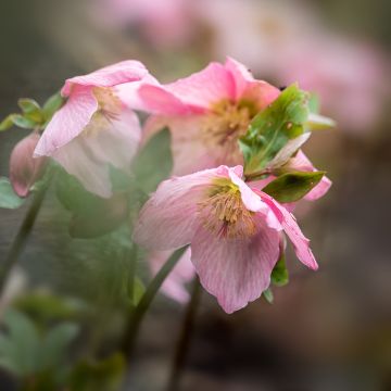 Hellebore Walberton's Rosemary - Rose de Noël hybride
