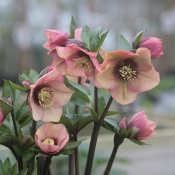 Hellebore d'orient Pêche et Centre Rouge - Peach with Red Center