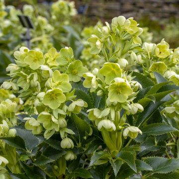 Hellébore de Corse - Helleborus argutifolius 