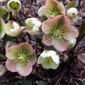 Hellebore ericsmithii