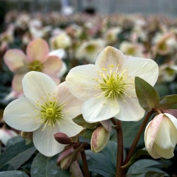 Hellebore nigercors Candy Love®
