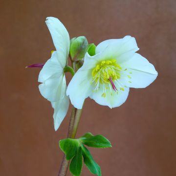 Hellébore orientale Blanc