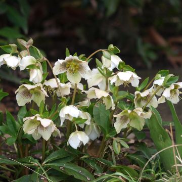 Hellébore orientale Blanc guttatus