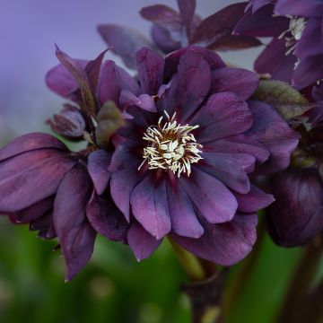 Hellébore orientale Double Noire