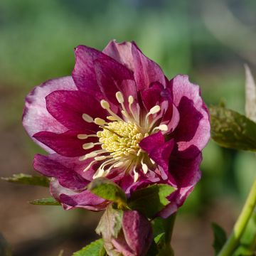 Hellébore orientale Double Rouge