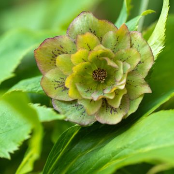 Hellébore orientale Double Verte guttatus