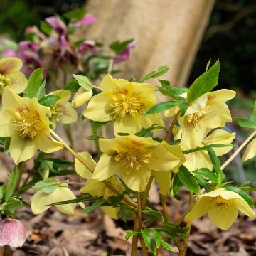 Hellébore orientale Jaune guttatus