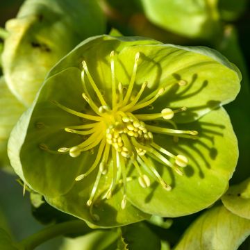 Hellébore sternii Remi - Helleborus (x) sternii