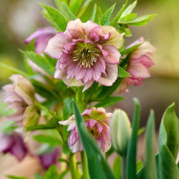 Hellebore Torquatus Party Dress Hybriden