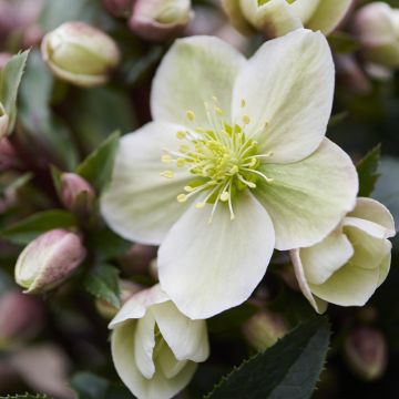 Hellébore ViV Suzanna - Helleborus orientalis