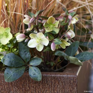 Hellébore ViV Suzanna - Helleborus orientalis