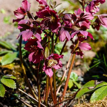 Helleborus abchasicus - Hellébore d'Abkhazie