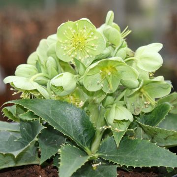 Hellébore de Corse - Helleborus argutifolius 