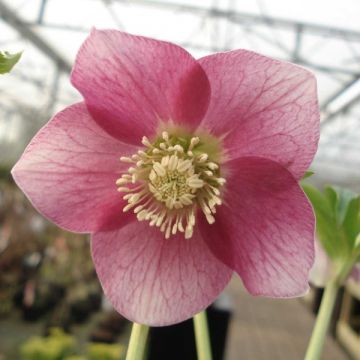 Hellébore orientale Rose à centre vert