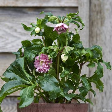 Hellébore ViV® Stefania - Helleborus orientalis