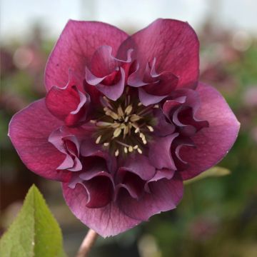 Hellébore ViV® Vera - Helleborus orientalis