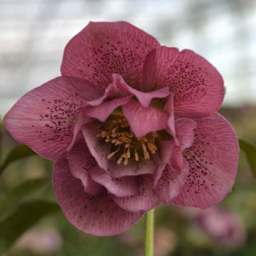 Hellébore ViV® Alessia - Helleborus orientalis