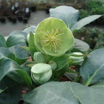 Hellébore sternii Remi - Helleborus (x) sternii