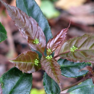 Helwingia chinensis - Helwingie de Chine