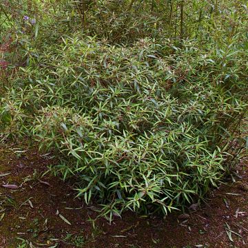 Helwingia chinensis Narrow Leaves - Helwingia de Chine à feuilles étroites