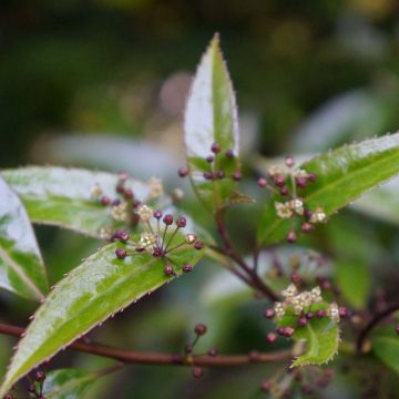 Helwingia himalaica - Helwingie de l'Himalaya