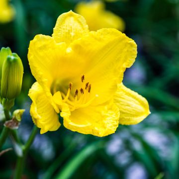 Hémérocalle Happy Returns - Lis d'un jour jaune citron