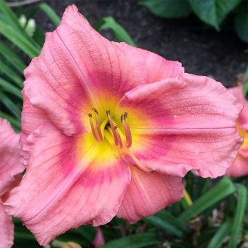 Hémérocalle Rosy Returns - Lis d'un jour vieux rose doux à oeil rose soutenu, gorge jaune.