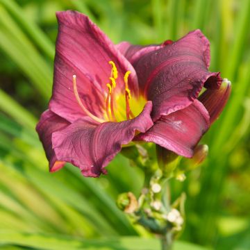 Hémérocalle Summer Wine - Hemerocallis Summer Wine