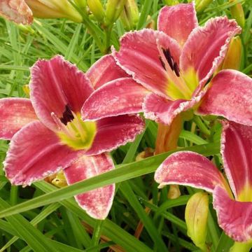 Hémérocalle Startle - Hemerocallis Startle