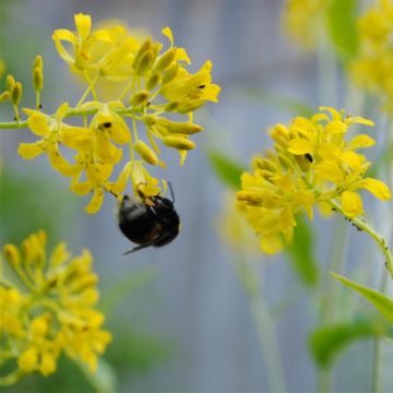 Hesperis lutea