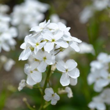 Hesperis matronalis Alba