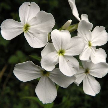 Hesperis matronalis Alba - Julienne des dames Blanche 