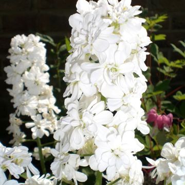 Hesperis matronalis v.albiflora Alba Plena