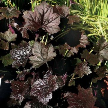 Heuchère - Heuchera Blackout