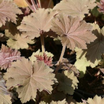 Heuchère - Heuchera Bronze Beauty