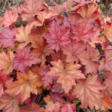 Heuchera Copper Dinosaur - Heuchère