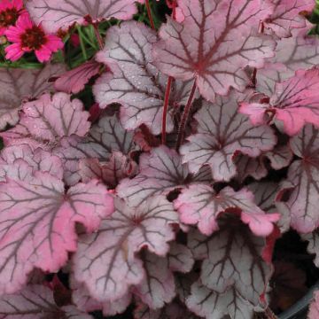 Heuchère - Heuchera Little Cuties Sugar Berry