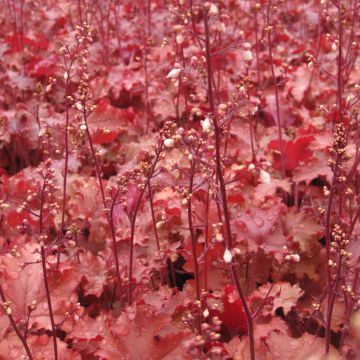 Heuchère - Heuchera Peach Crisp