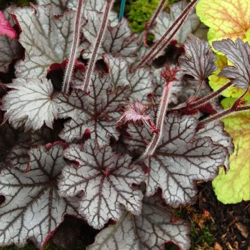 Heuchère - Heuchera Spellbound