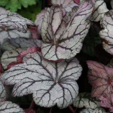 Astilbe 'Prof. van der Wielen' - Van Berkum Nursery