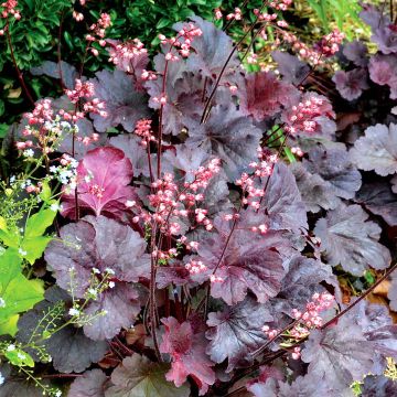 Heuchère Bella Notte - Heuchera