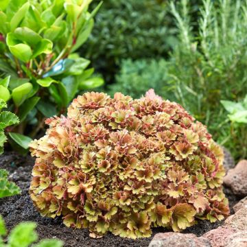 Heuchère - Heuchera Frilly