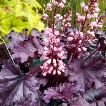 Heuchere Forever Purple - Heuchera (x) hybrida