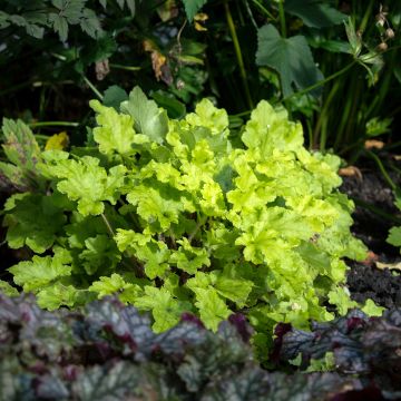 Heuchère - Heuchera Lime Marmalade