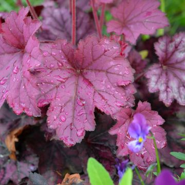 Heuchère - Heuchera Wild Rose