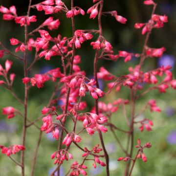 Heuchère Pluie de Feu - Heuchera