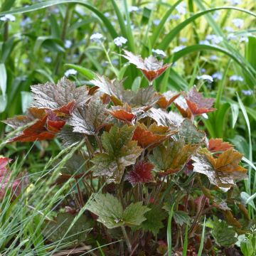 Heuchera micrantha Palace Purple - Heuchère pourpre 